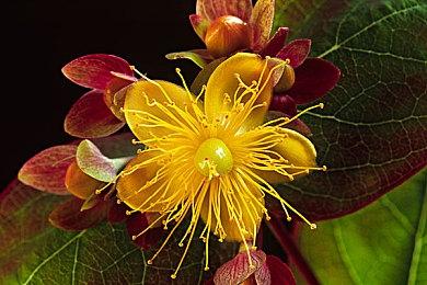 吉田修平：《最后的守护者》在其它发行商手中无法问世