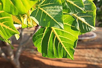 《DOTA2》AR战队官宣新阵容 Faith_bian回归